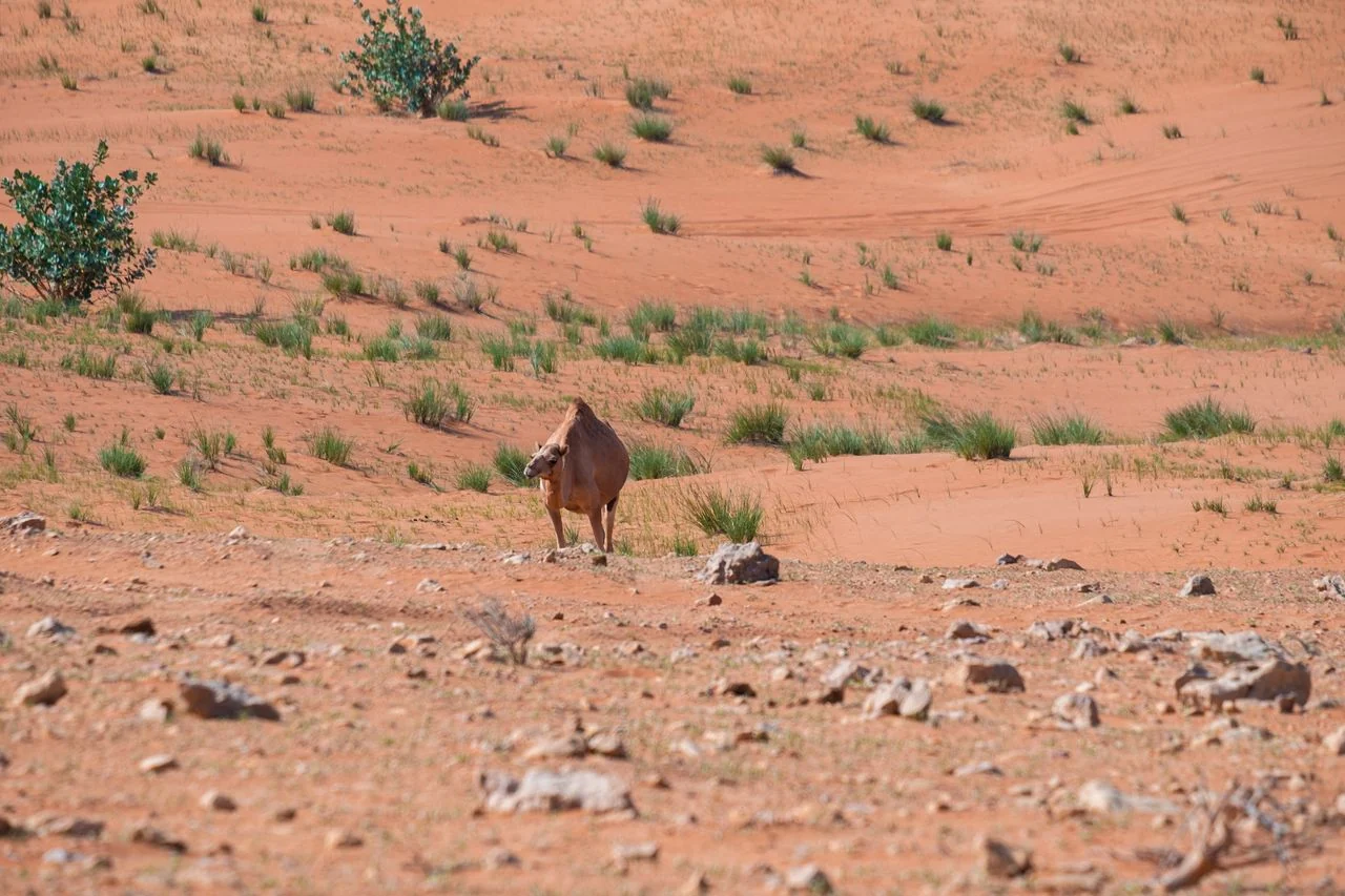 A camel in a natural desert landscape. Representative camel encounter.