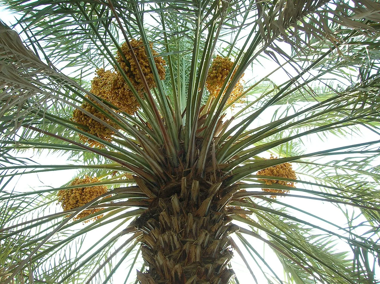 Date palm with fruit.