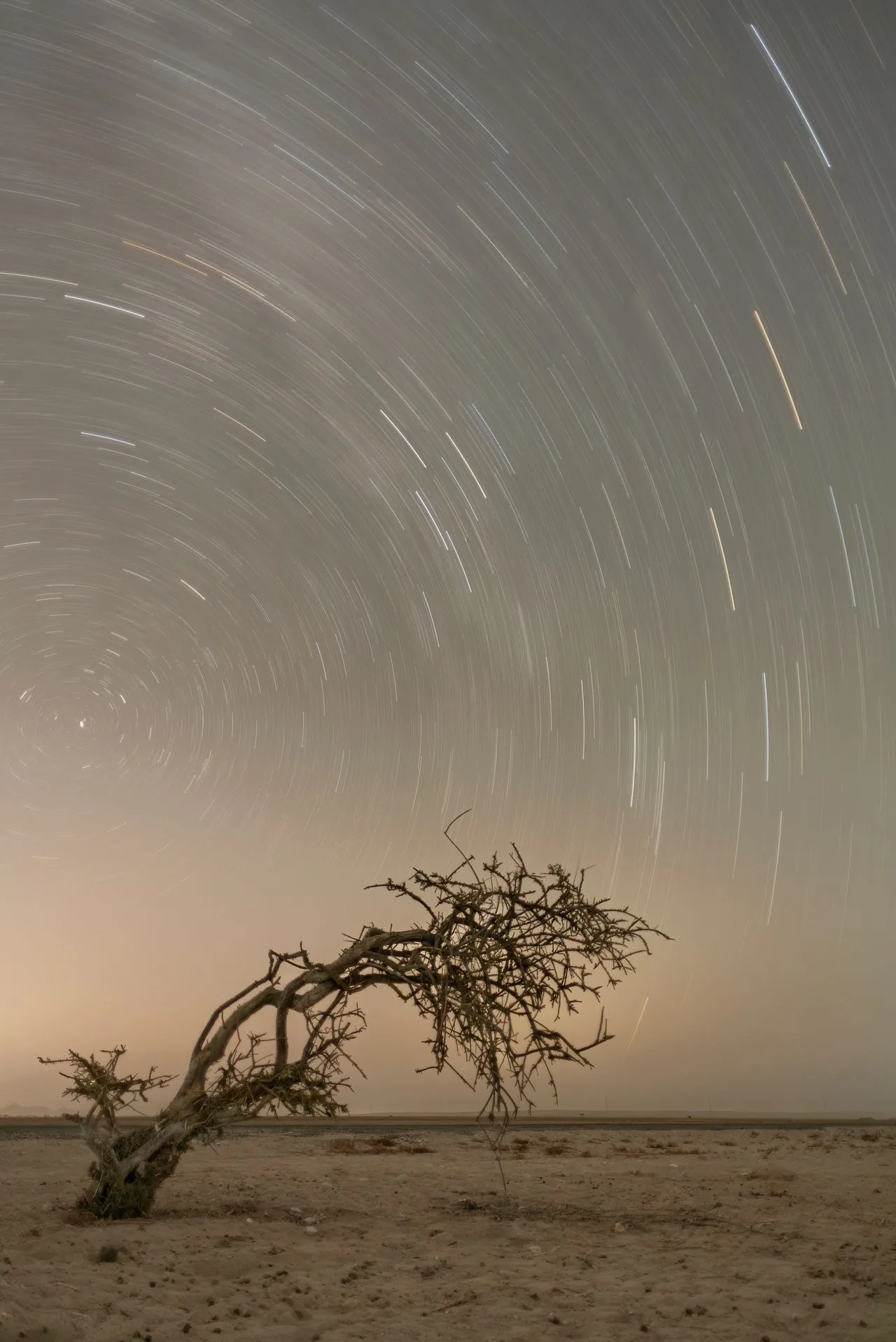 Star trails above a tree in the Madinah region.